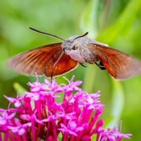 Best Print was 'Hummingbird Hawk Moth' by Sean Corlett