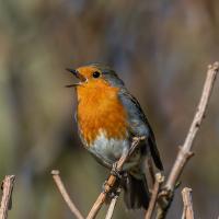 Robin – by Steve Johnstone